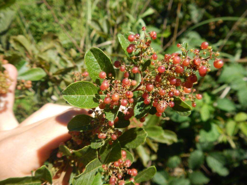 Image of Searsia rehmanniana var. glabrata (Sond.) Moffett