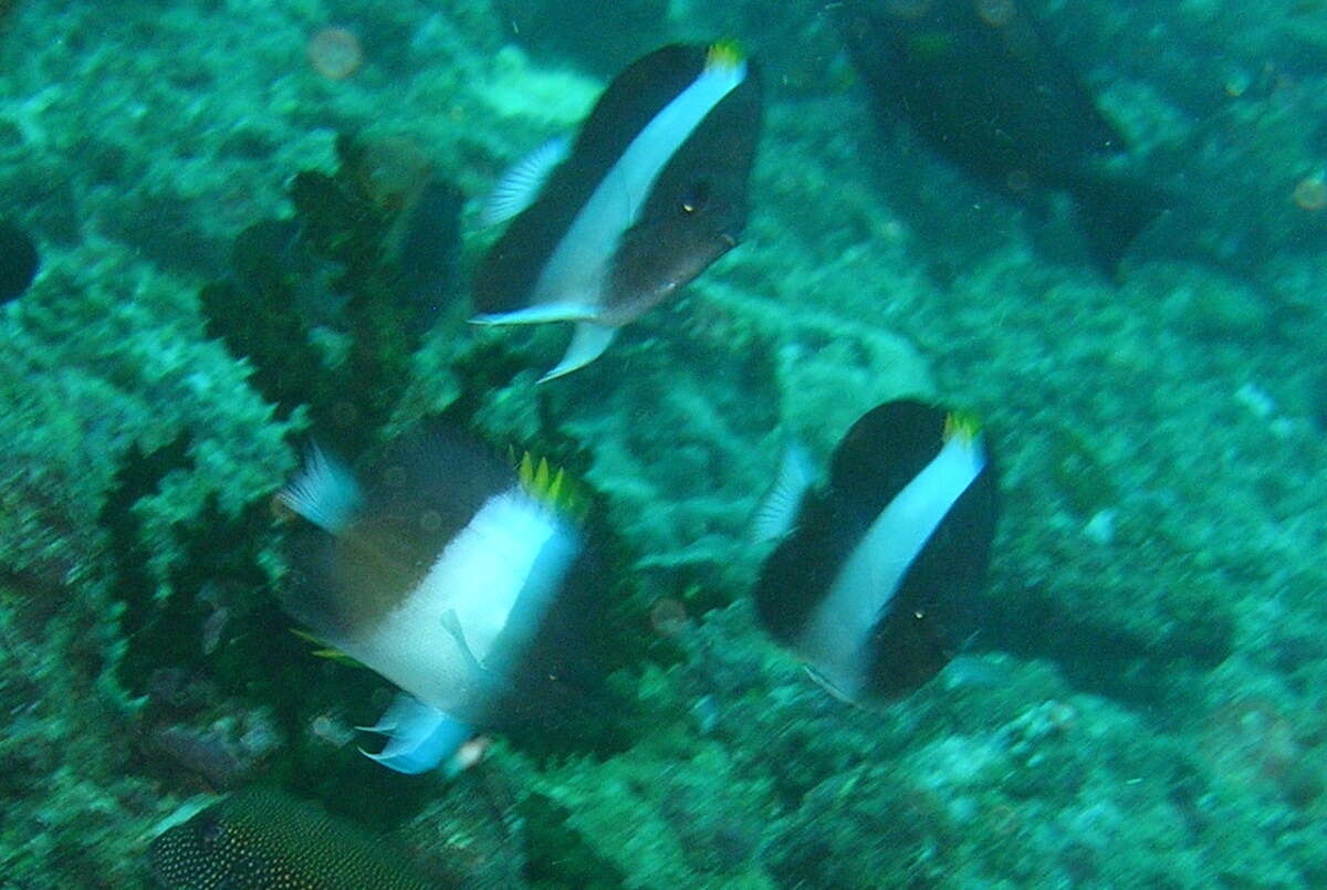 Image of Black Pyramid Butterflyfish