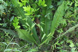 Image of Chestnut Dioon