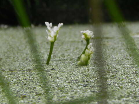 Image of Cape pondweed