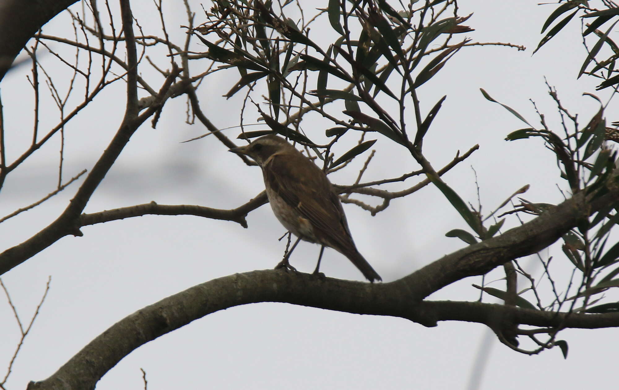 Image of Dusky Thrush