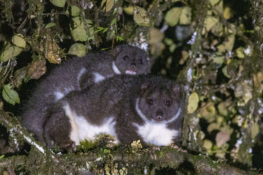 Image of Steins cuscus