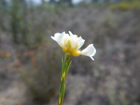 Image of Lachnaea capitata (L.) Cr.