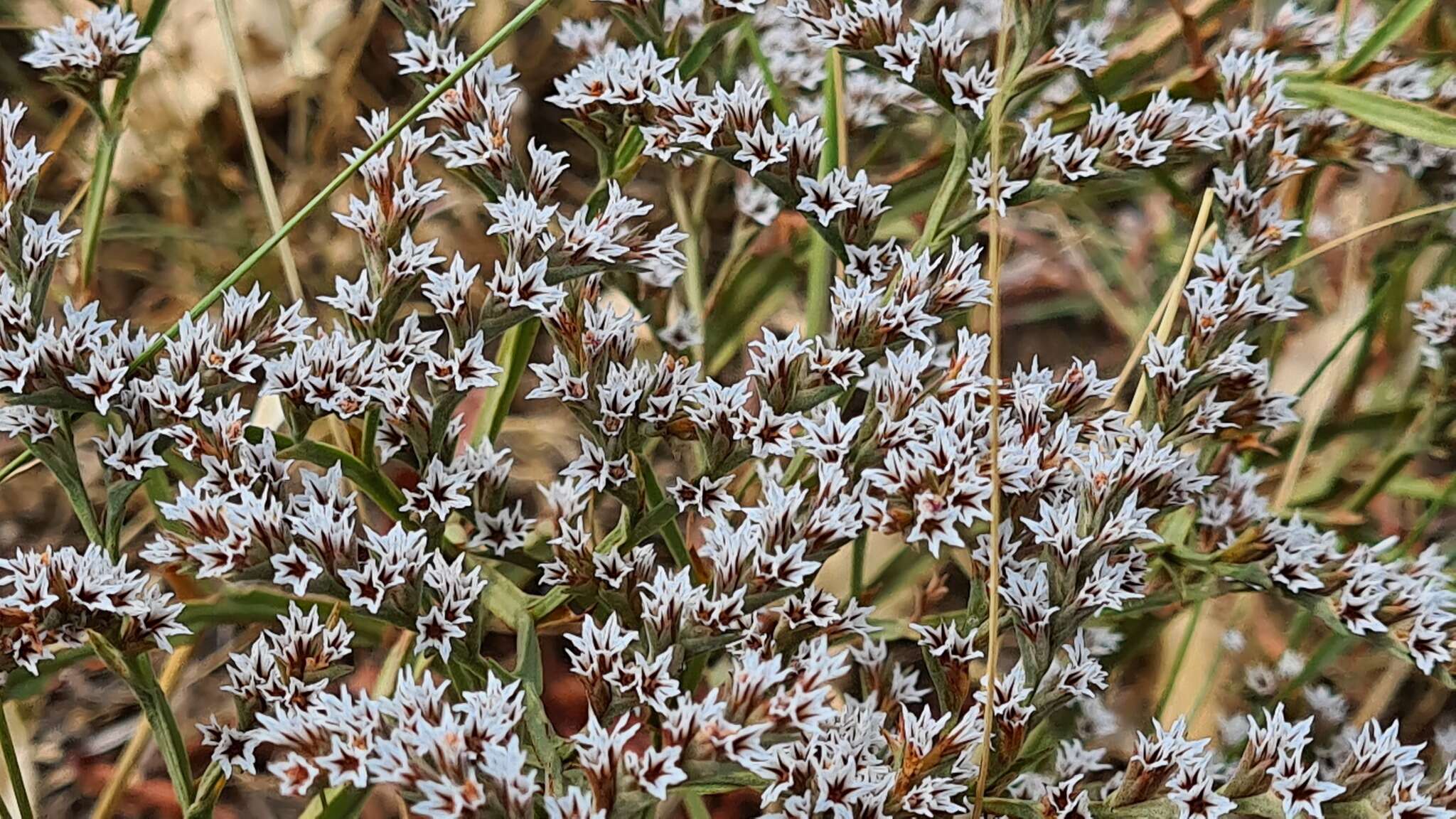 Image de Goniolimon tataricum (L.) Boiss.