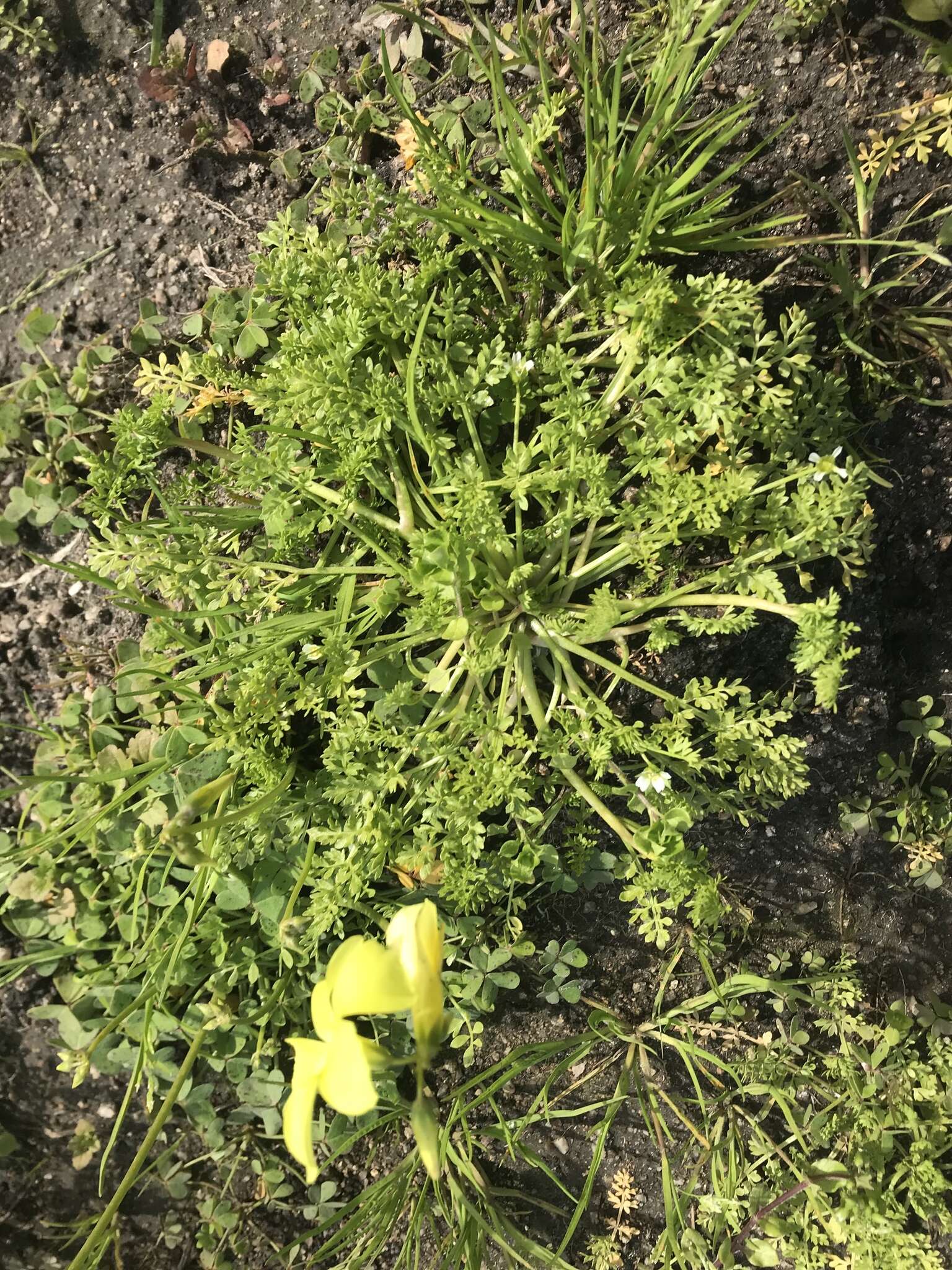 Image de Limnanthes douglasii subsp. ornduffii