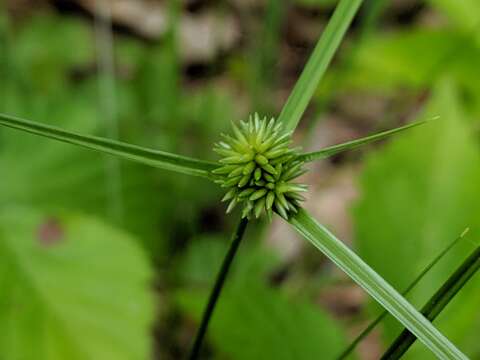 Image de Cyperus lupulinus subsp. macilentus (Fernald) Marcks