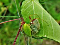 Image of Green Lynx