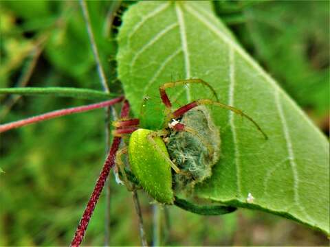 Image of Green Lynx