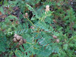 Image of Cooper's milkvetch