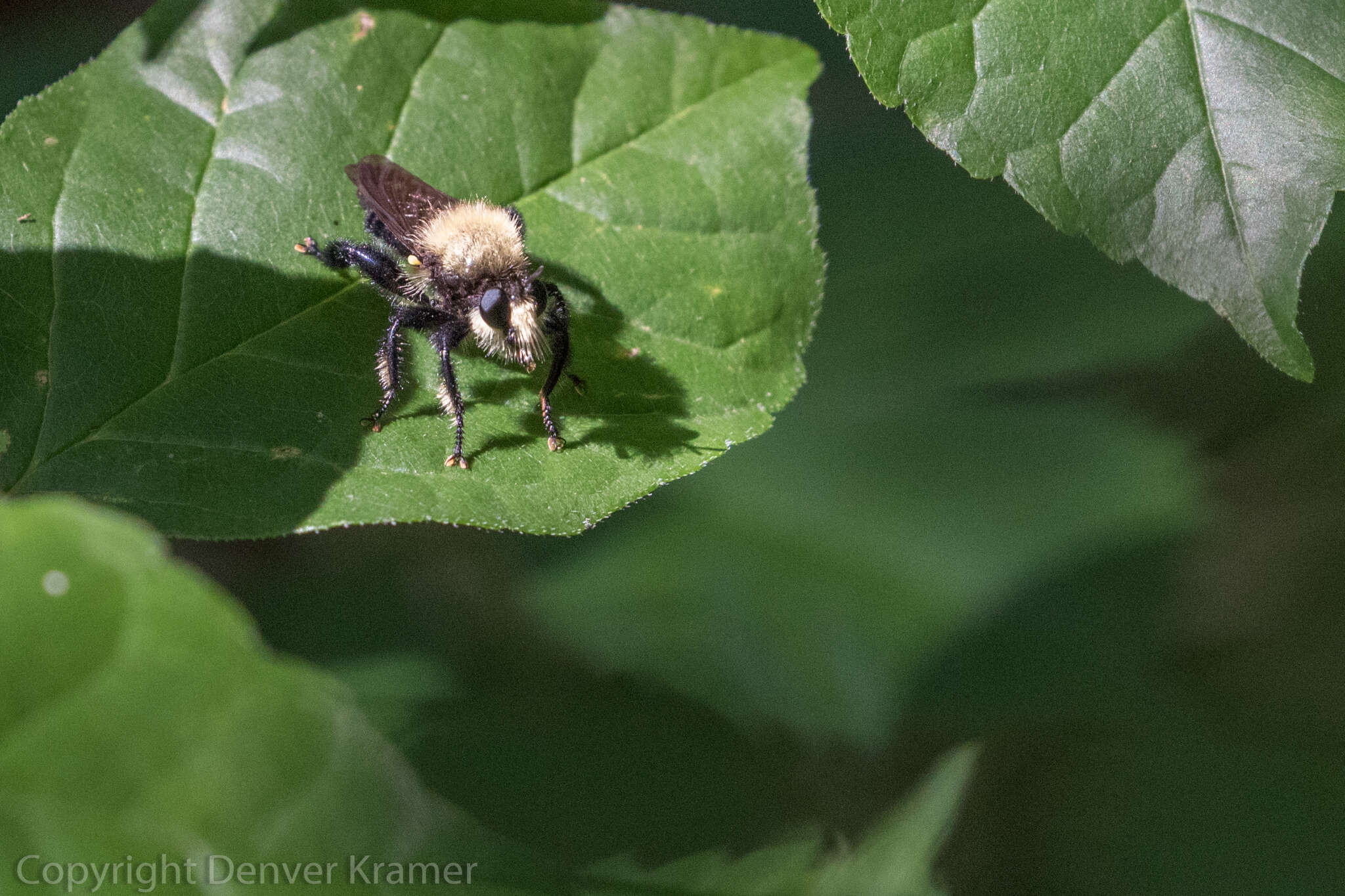 صورة Laphria flavicollis Say 1824