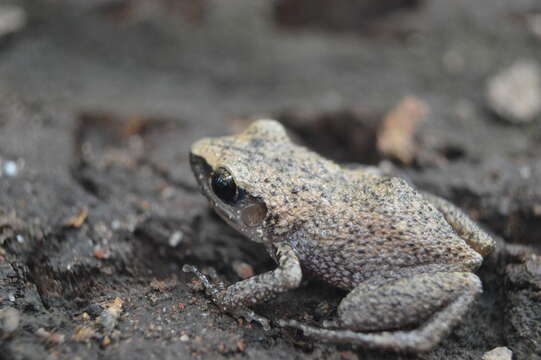 Image of Rio Grande Chirping Frog