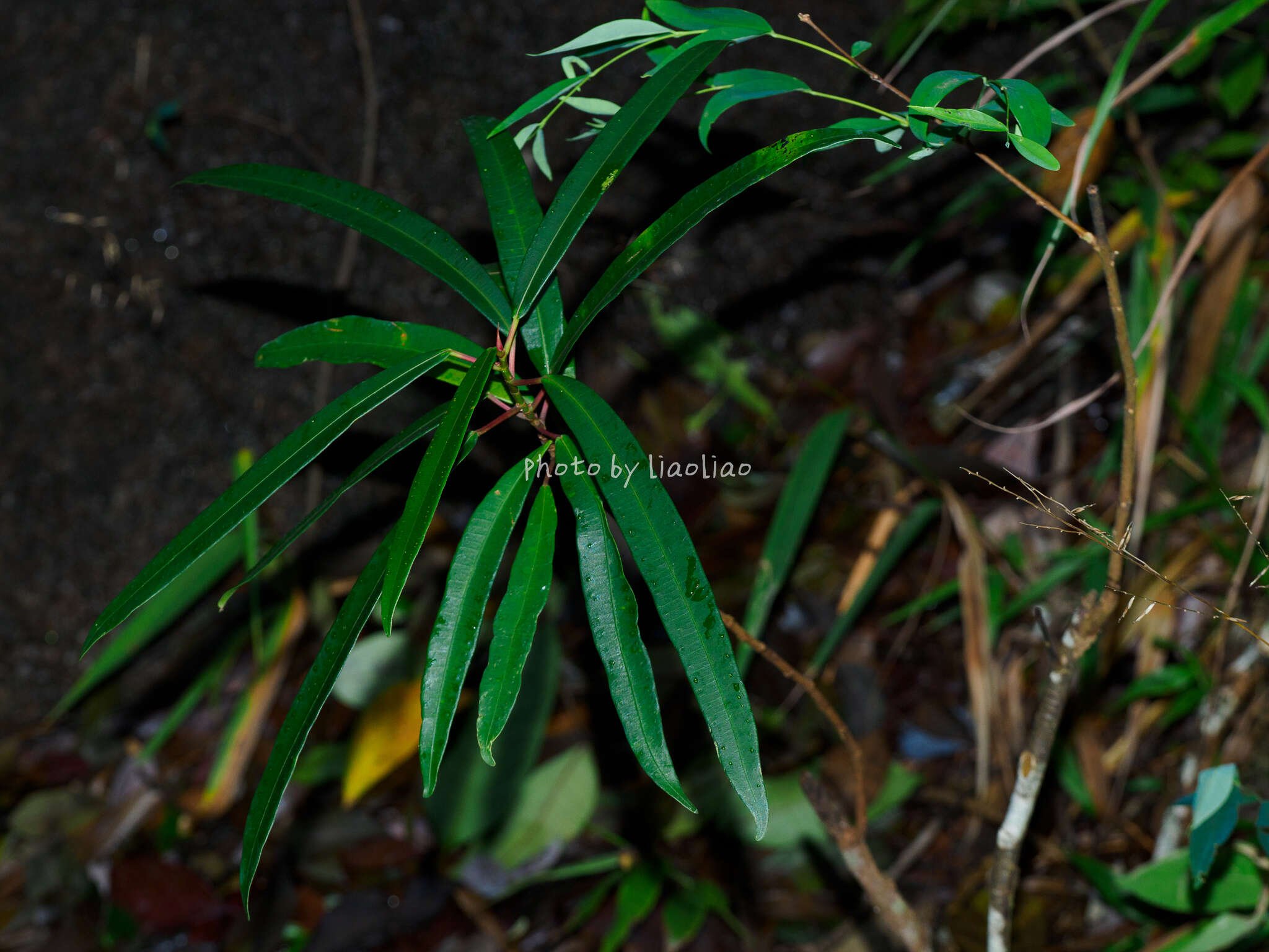 Image of Ficus variolosa Lindl. ex Benth.