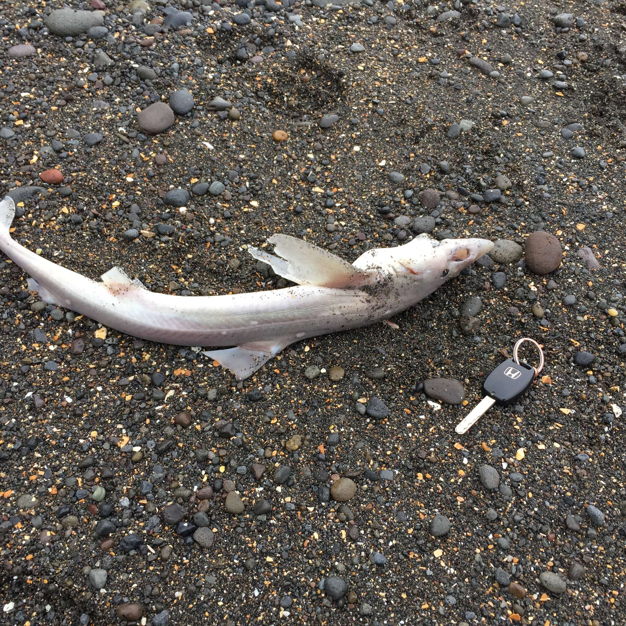 Image of Cape Shark