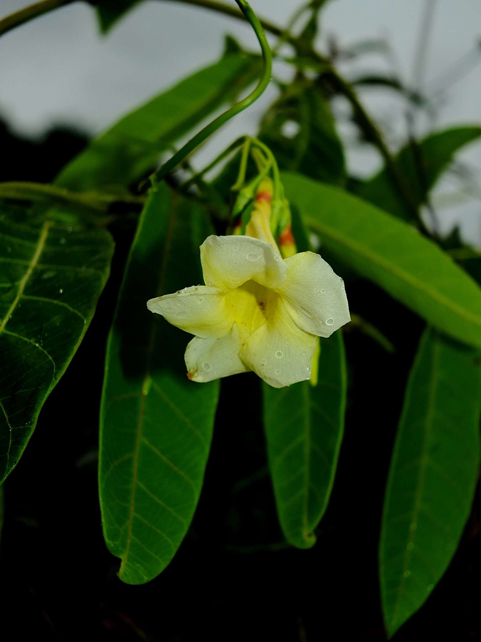 صورة Odontadenia nitida (M. Vahl) Müll. Arg.