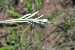 Image of Jurinea cyanoides (L.) Rchb.