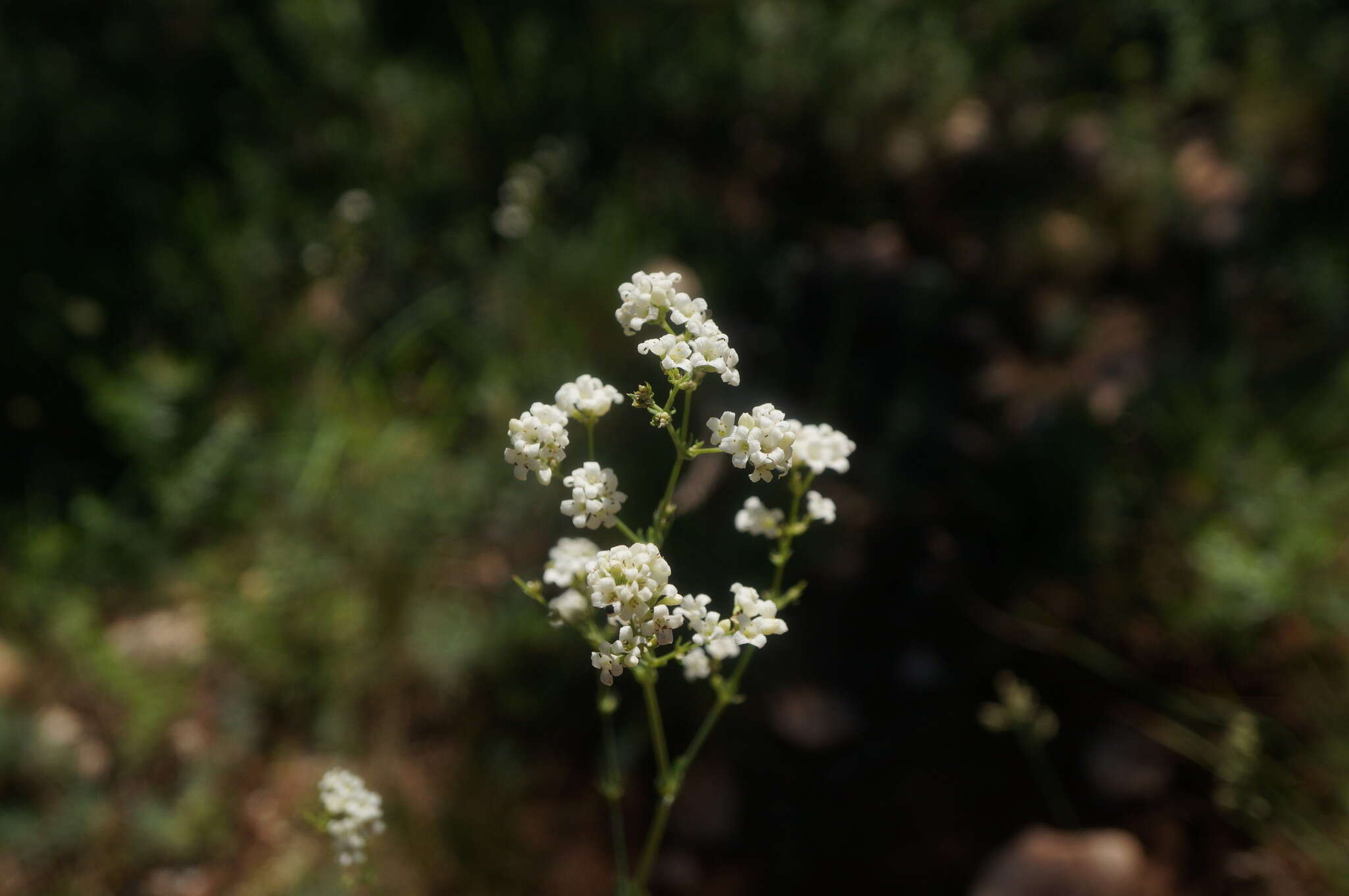 Imagem de Galium xeroticum (Klokov) Pobed.