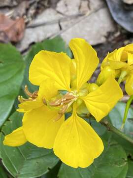 <i>Senna silvestris</i> var. <i>sapindifolia</i> (Vogel) H. S. Irwin & Barneby resmi