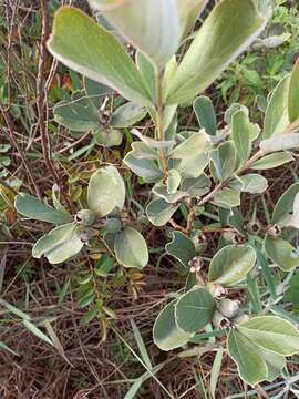 Image of Psidium grandifolium Mart. ex DC.