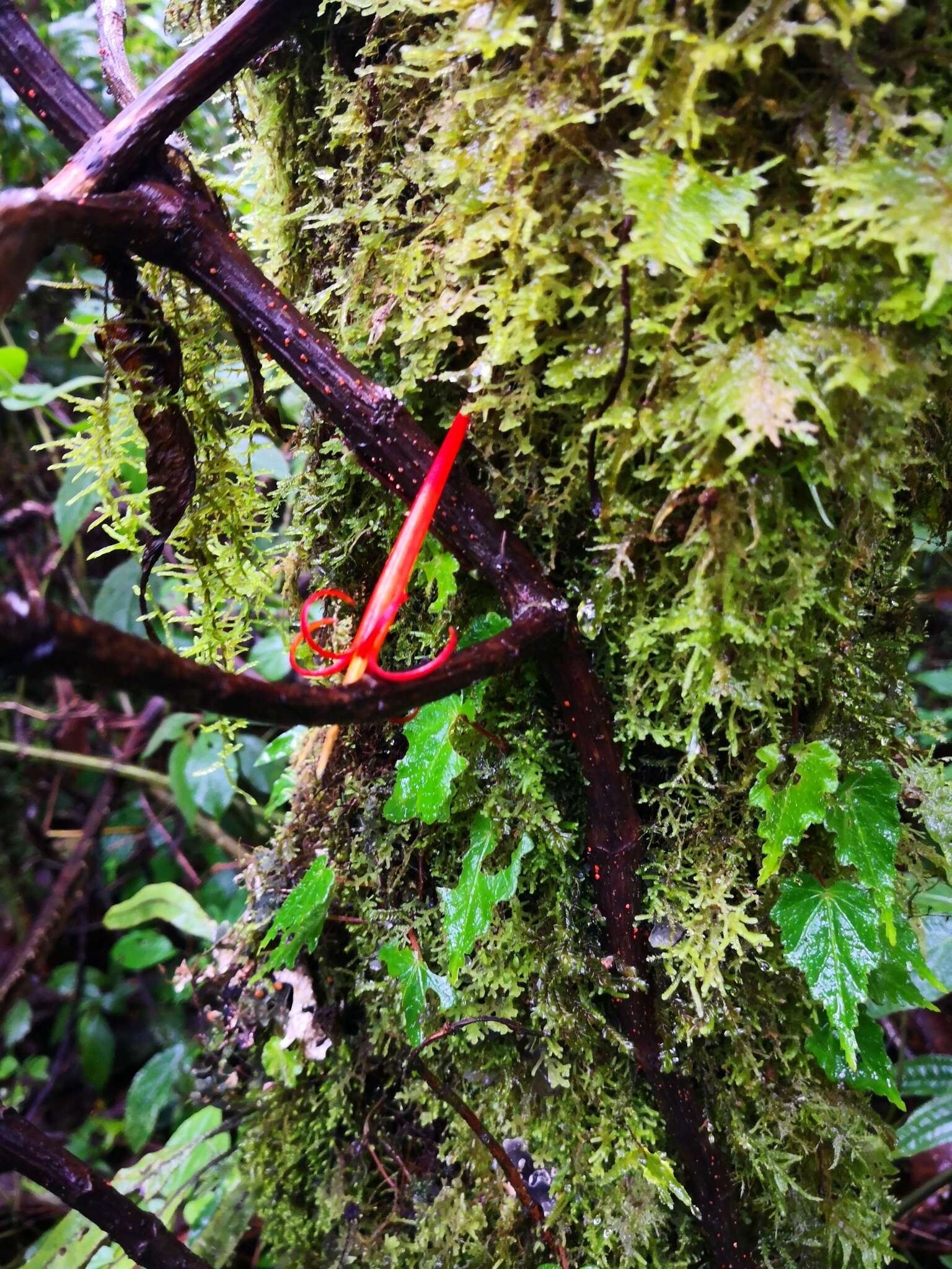 Image of Aetanthus nodosus (Desr.) Engler