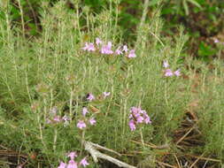 Image of Thymus villosus L.