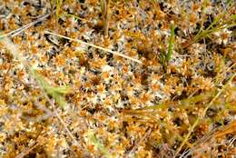 Image of sphagnum