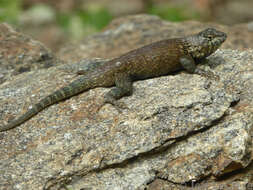 Image of Hunsaker's Spiny Lizard