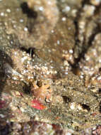 Image of dwarf teardrop crab