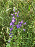 Image of blue cardinal flower