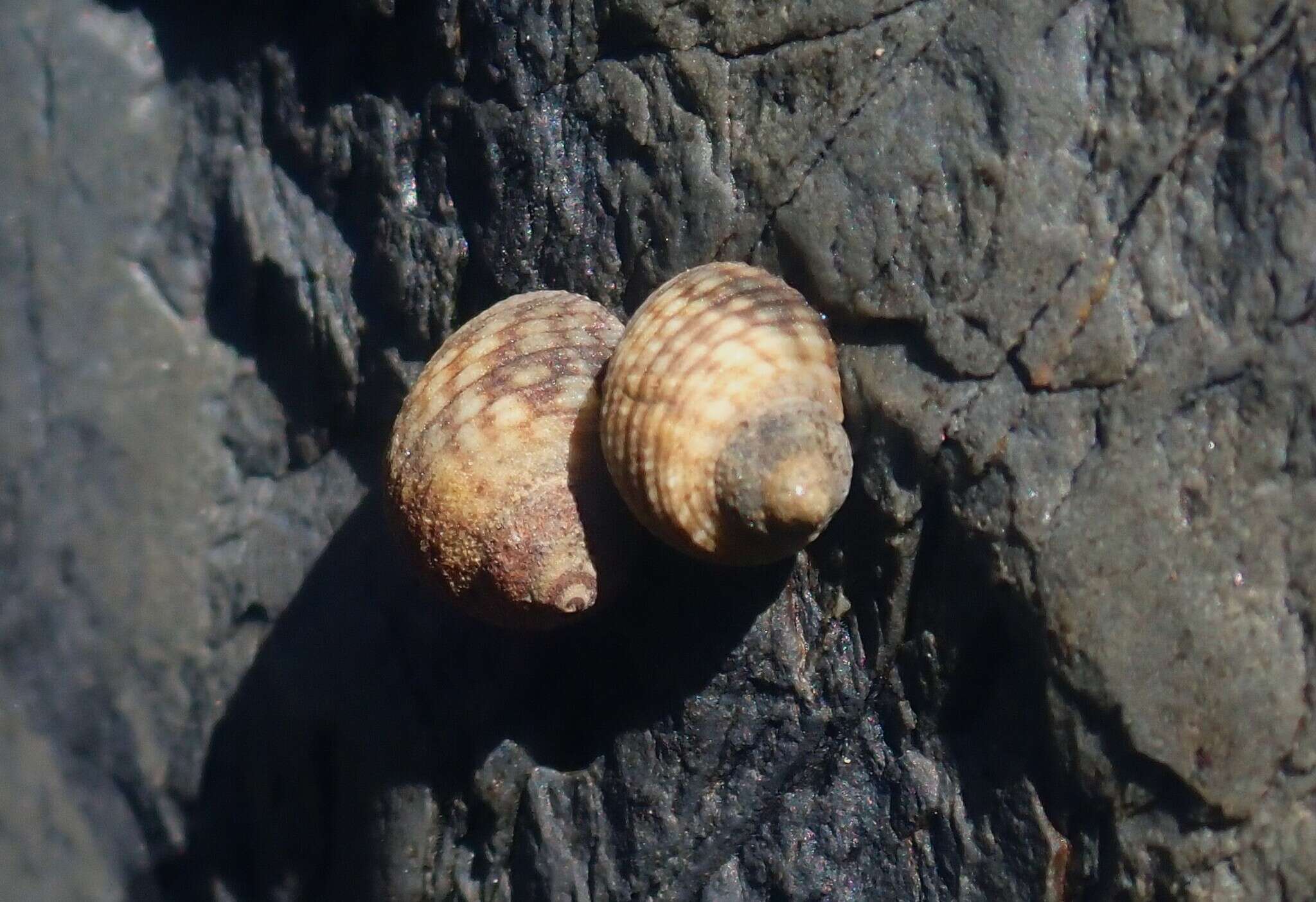 Image of Echinolittorina vidua (Gould 1859)