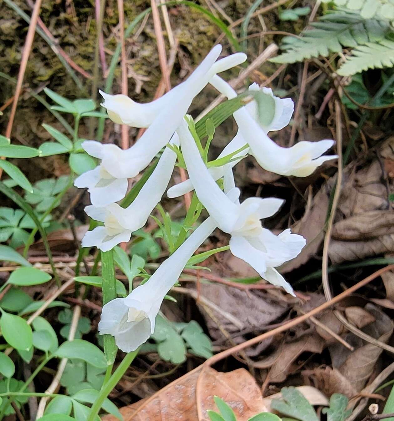 Imagem de Corydalis yanhusuo W. T. Wang ex Z. Y. Su & C. Y. Wu