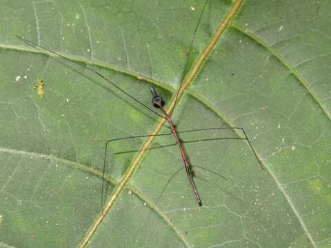 Ghilianella subgen. Ghilianella Spinola 1835 resmi