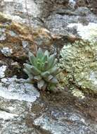 Image of Pachyphytum compactum Rose