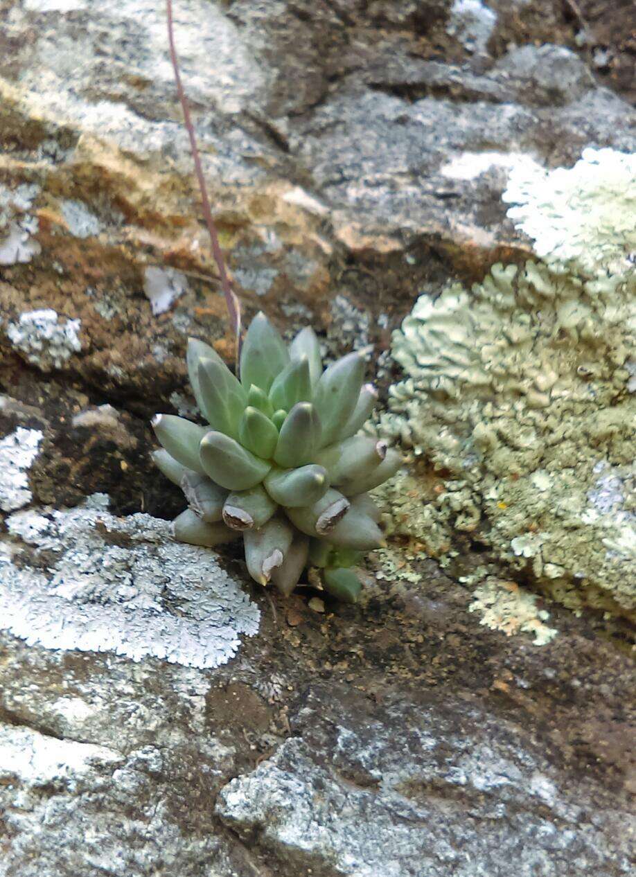 Image of Pachyphytum compactum Rose