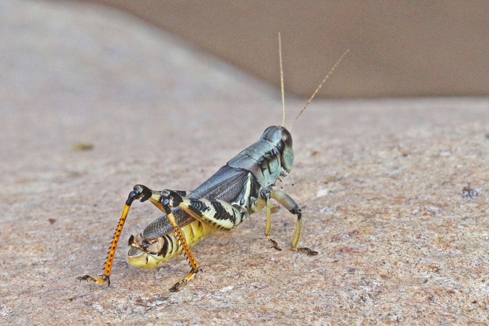 Melanoplus eumera Hebard 1920的圖片