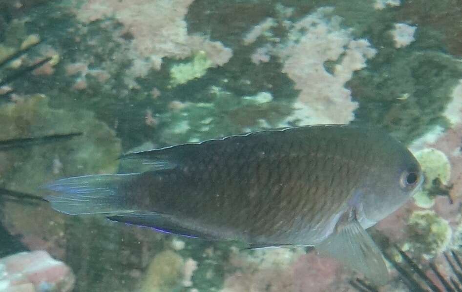 Image of Southern damsel