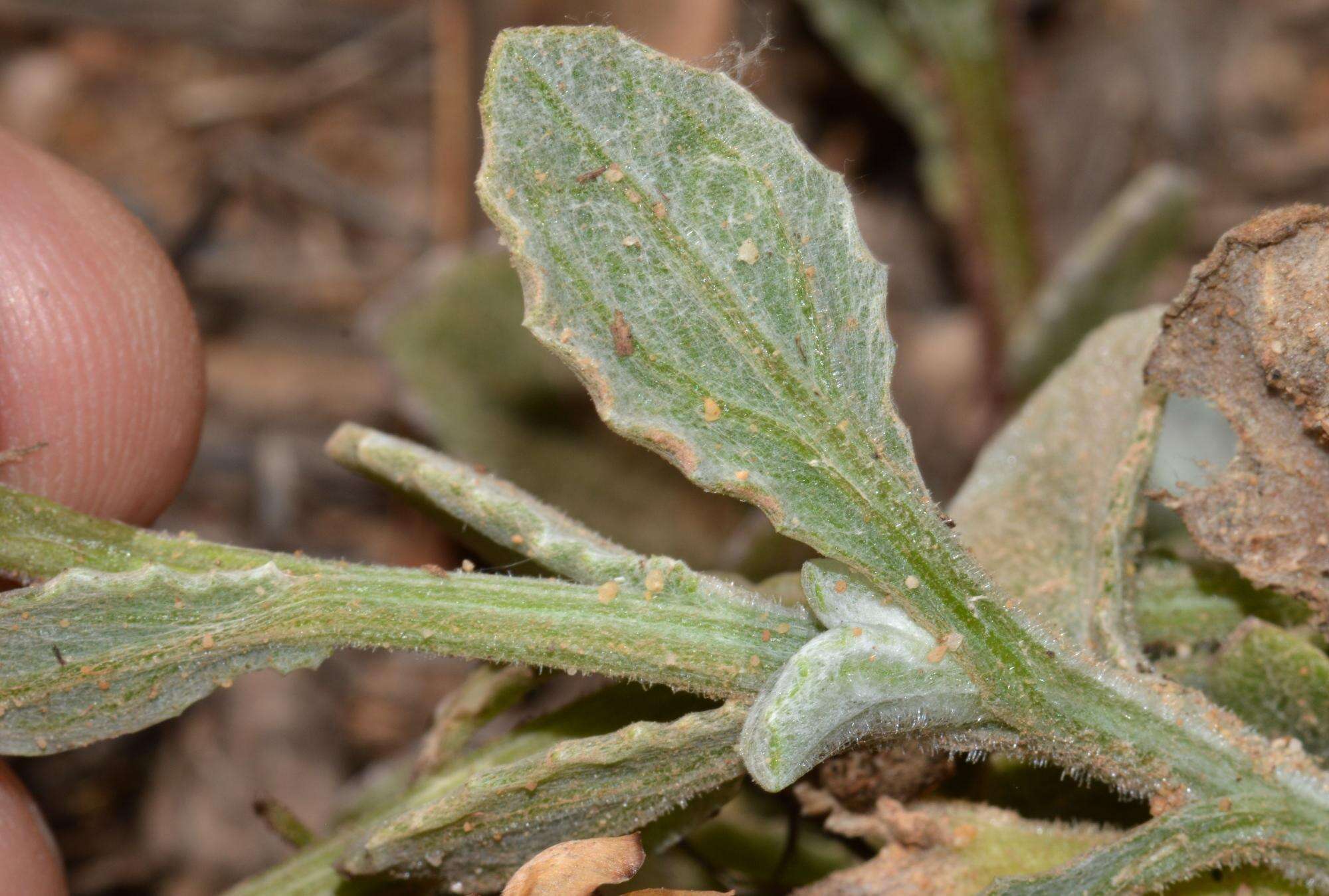 Image of Arctotis rotundifolia Lewin