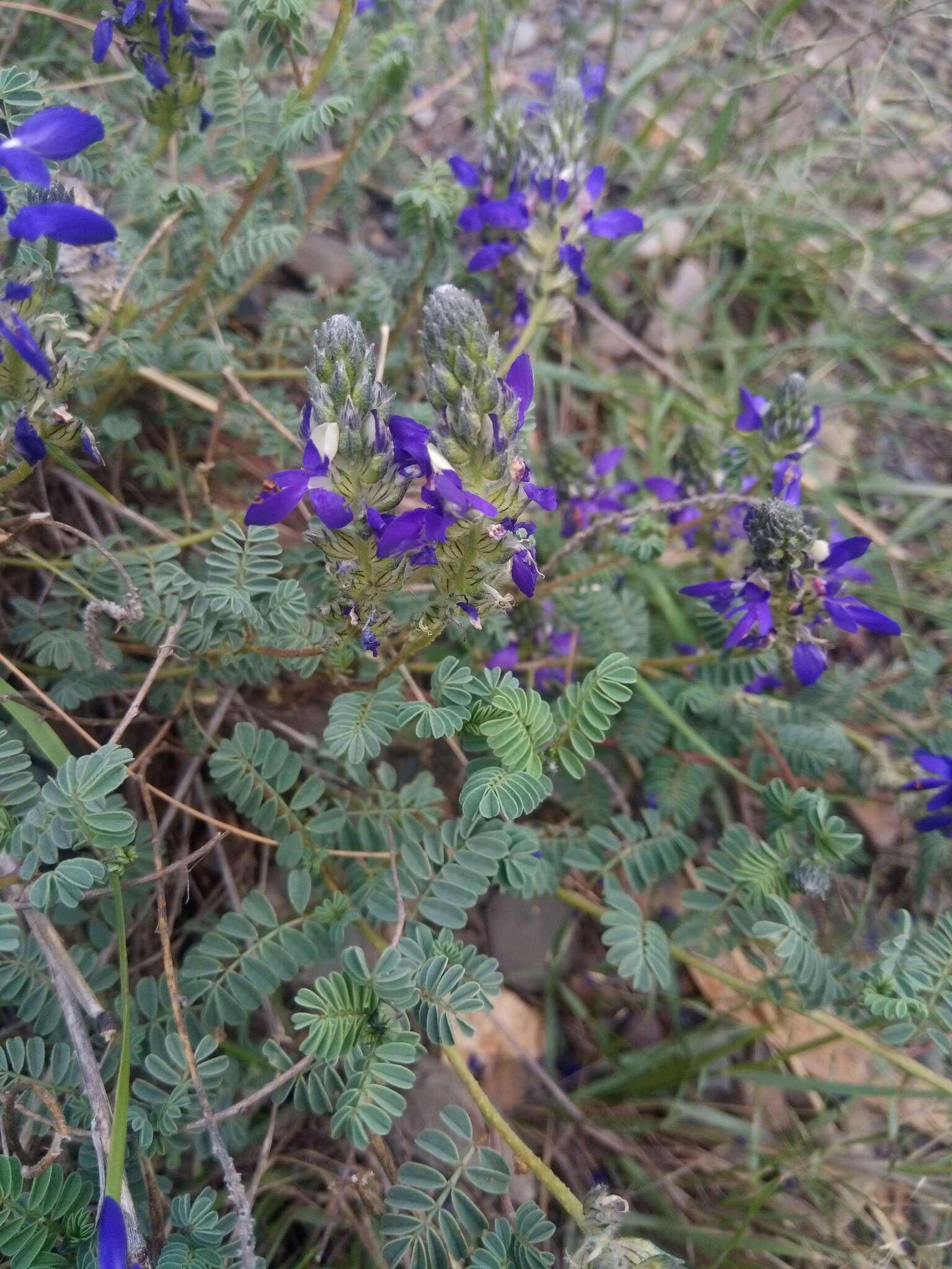 Слика од Dalea boliviana Britton