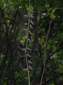 Слика од Cratilla lineata (Brauer 1878)