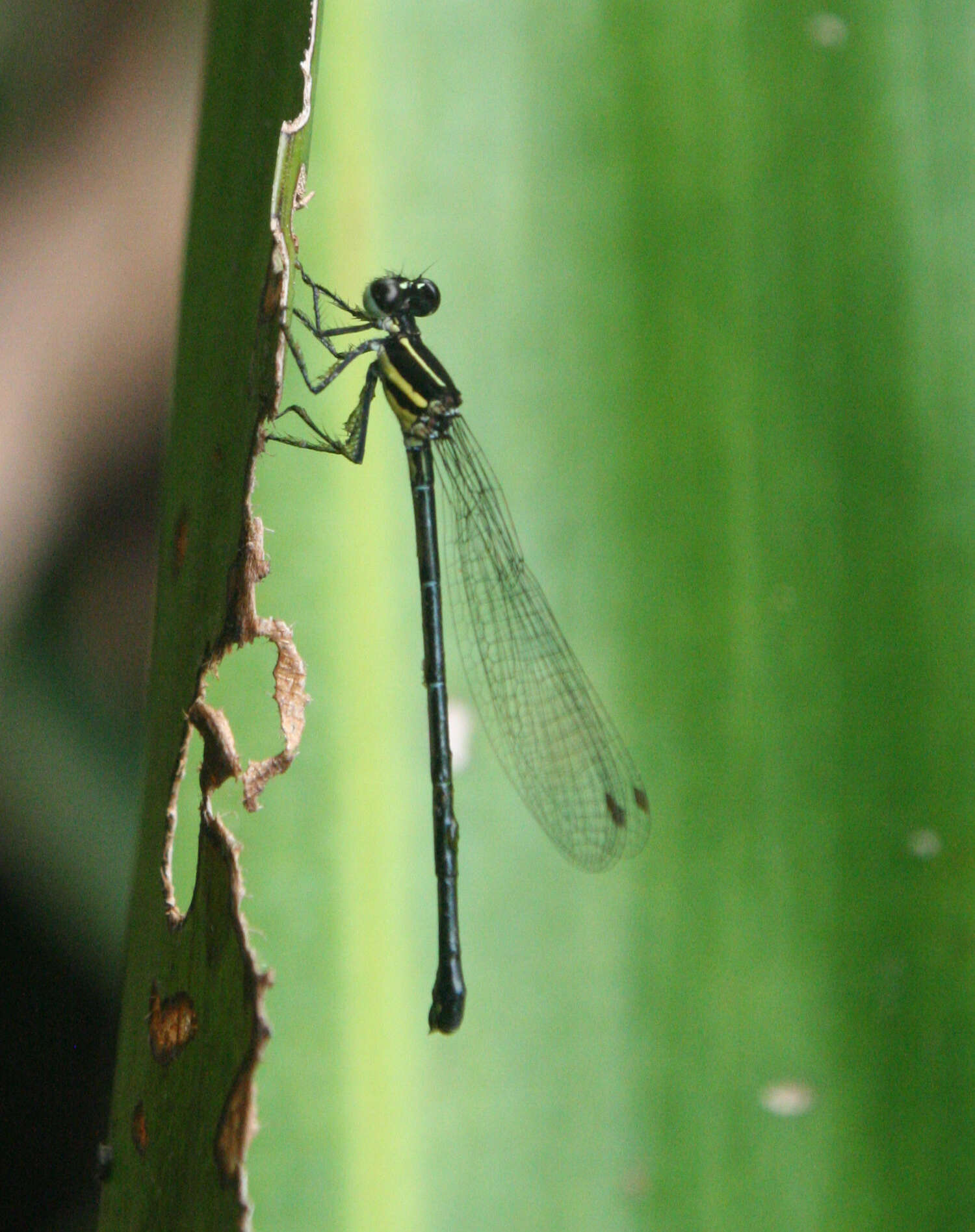 Image de Onychargia Selys 1865