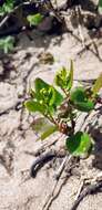 Image of Muehlenbeckia gunnii (Hook. fil.) Walp.