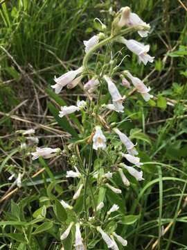 Image of pale beardtongue