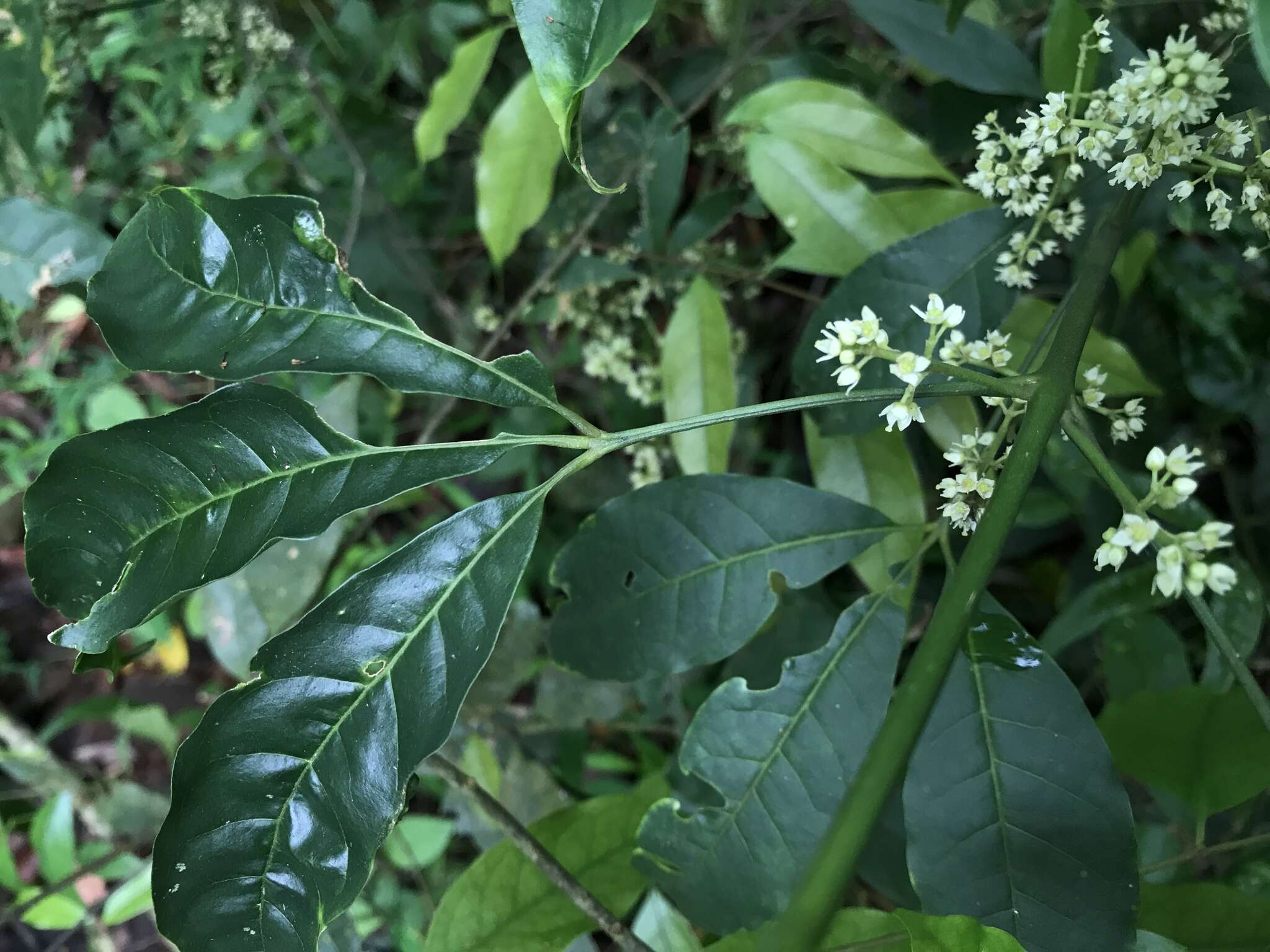 Image of Melicope pteleifolia (Champ. ex Benth.) T. G. Hartley