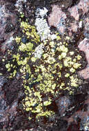 Image of alpine arthrorhaphis lichen