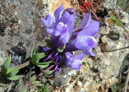 Image of Linaria verticillata Boiss.