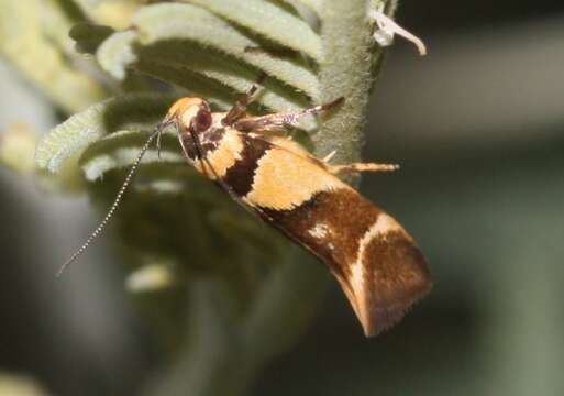 Image of Macrobathra chrysotoxa Meyrick 1886