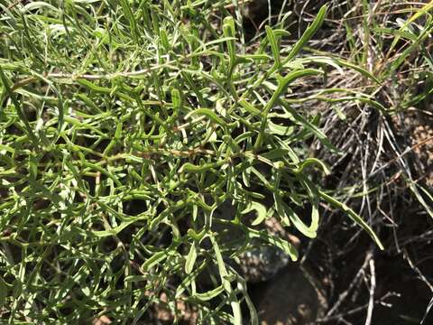 Image of desert Indianbush