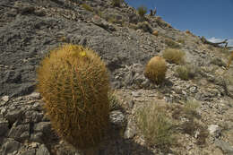 Image of Leconte's barrel cactus