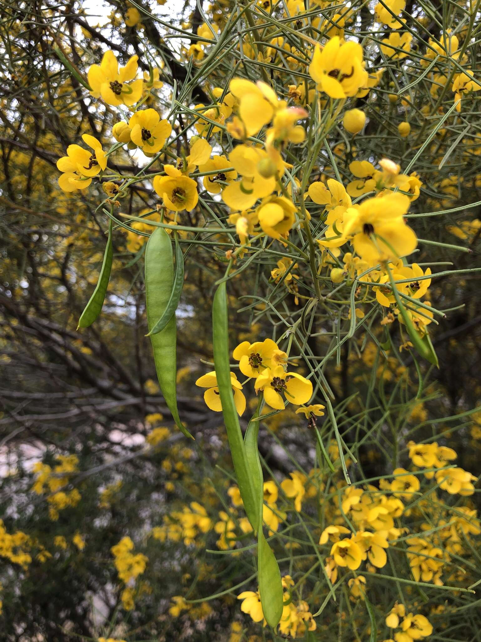 Image of Burnt-leaved Acacia