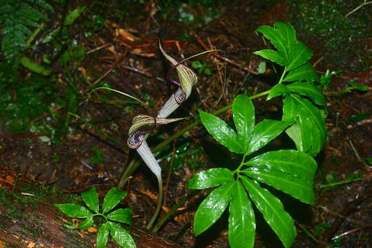 Image of Arisaema thunbergii subsp. autumnale J. C. Wang, J. Murata & H. Ohashi