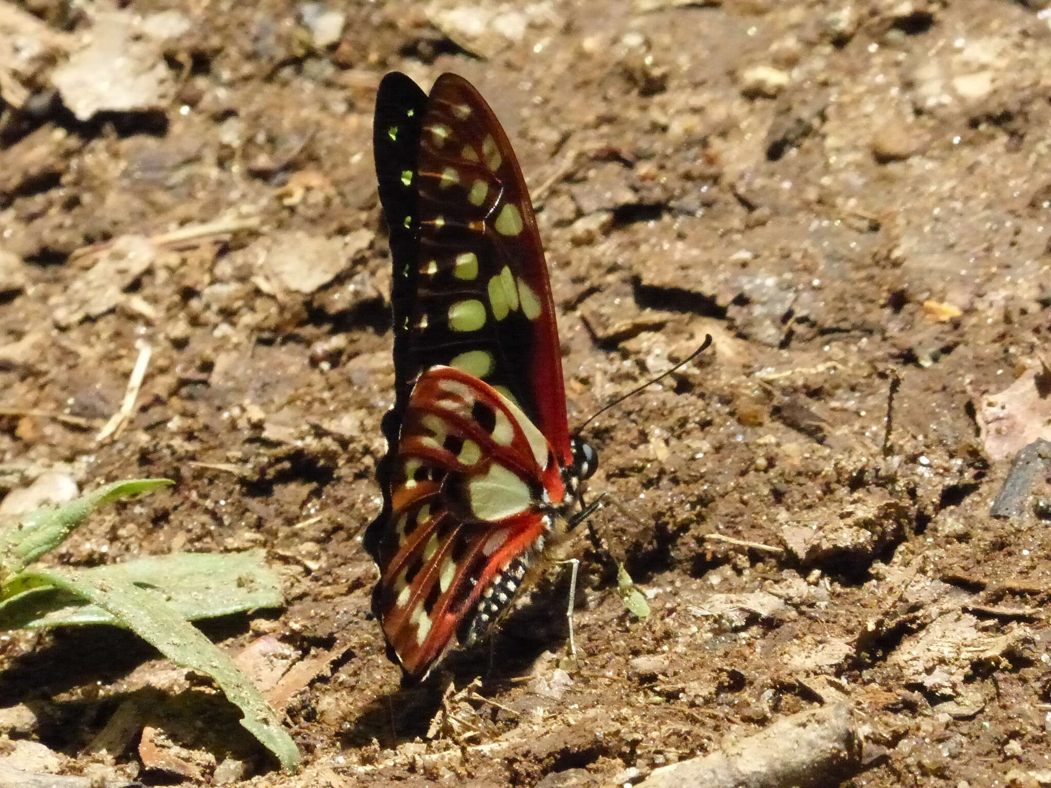 Graphium cyrnus (Boisduval 1836) resmi